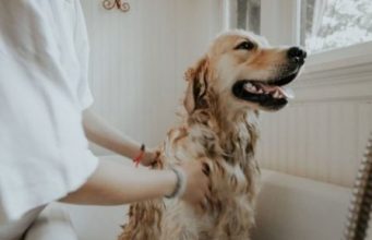 Уход за питомцами в жаркую погоду