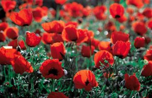 На огороде у пенсионерки милиция нашла 100 кустов мака