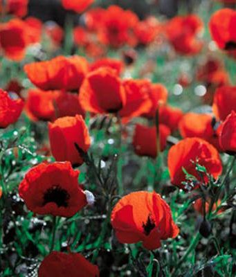 На огороде у пенсионерки милиция нашла 100 кустов мака