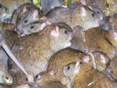 Детский сад Молдовы подвергся нашествию крыс