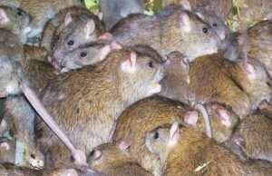 Детский сад Молдовы подвергся нашествию крыс