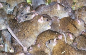 Детский сад Молдовы подвергся нашествию крыс