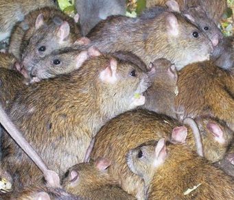 Детский сад Молдовы подвергся нашествию крыс