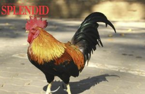 ПЕТУХА СУДЯТ ЗА СЛИШКОМ РАННЕЕ ПЕНИЕ ПО УТРАМ