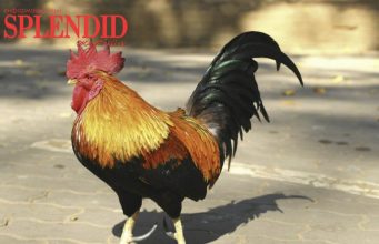 ПЕТУХА СУДЯТ ЗА СЛИШКОМ РАННЕЕ ПЕНИЕ ПО УТРАМ