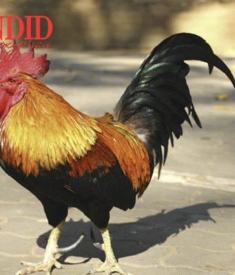 ПЕТУХА СУДЯТ ЗА СЛИШКОМ РАННЕЕ ПЕНИЕ ПО УТРАМ