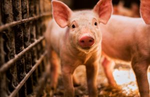 В Молдове – новая вспышка африканской чумы свиней свинья