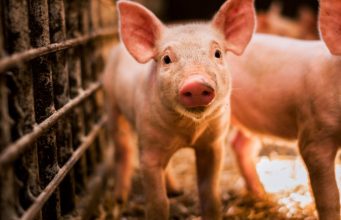 Прячьте ваших свиней – в Молдову снова пришла африканская чума свинья
