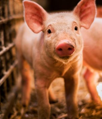 В Молдове – новая вспышка африканской чумы свиней свинья