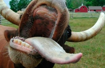 ”Бешеная” Молдова – новые сводки с „фронта” корова