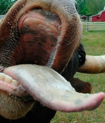 ”Бешеная” Молдова – новые сводки с „фронта” корова