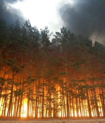 Лесные пожары в России – цифры и факты