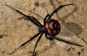 В Одесской области объявились черные вдовы черная вдова