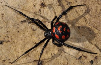 В Одесской области объявились черные вдовы черная вдова