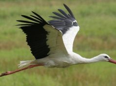 В Молдове начало гнездиться больше аистов