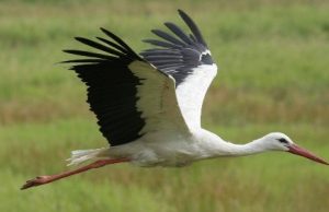 В Молдове начало гнездиться больше аистов