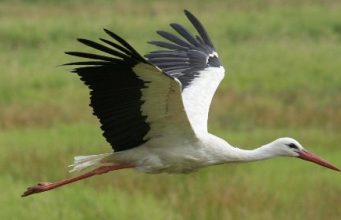 В Молдове начало гнездиться больше аистов