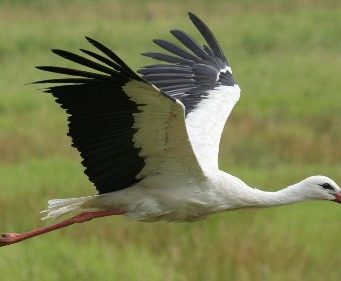 В Молдове начало гнездиться больше аистов
