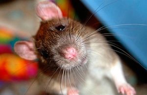 Крысы атакуют мемориал „Вечность” в Кишиневе – ВИДЕО крысы