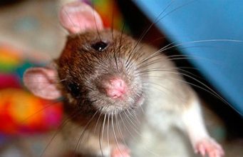 Крысы атакуют мемориал “Вечность” в Кишиневе – ВИДЕО крысы