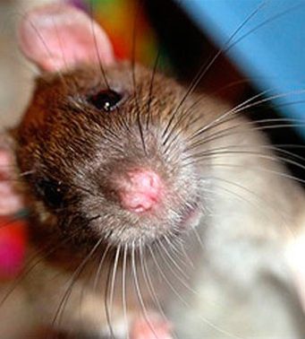 Крысы атакуют мемориал „Вечность” в Кишиневе – ВИДЕО крысы