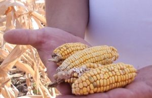 Засуха на юге страны