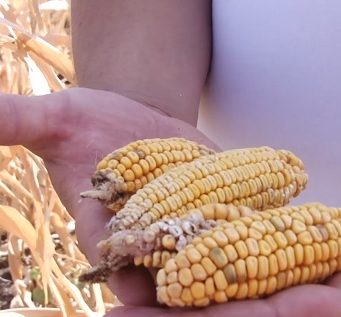 Засуха на юге страны