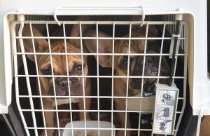 Собачья жизнь – щенков бульдога из Молдовы задержали на российской границе