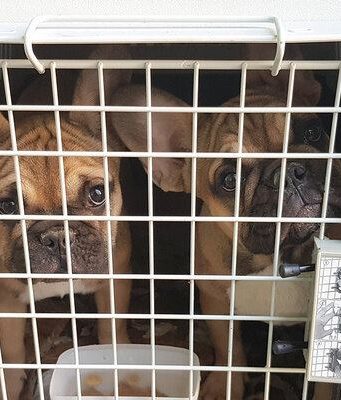 Собачья жизнь – щенков бульдога из Молдовы задержали на российской границе