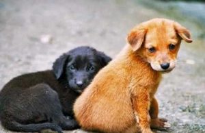 В Кишиневе позаботятся о бездомных животных собаки