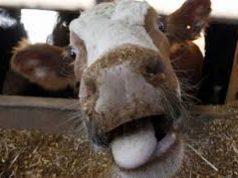 Снова в Молдове зафиксирован случай бешенства корова