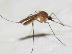 В Молдову пришла лихорадка Западного Нила комар