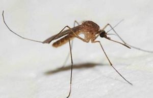 В Молдову пришла лихорадка Западного Нила комар