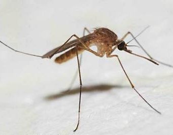 В Молдову пришла лихорадка Западного Нила комар