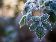 Заморозки грядут в последний день октября заморозки