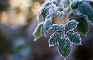 В Молдову идут морозы заморозки