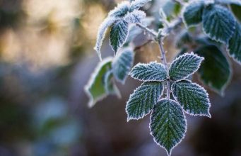 Во вторник в Молдову вернутся заморозки: объявлен желтый код метеоопасности заморозки