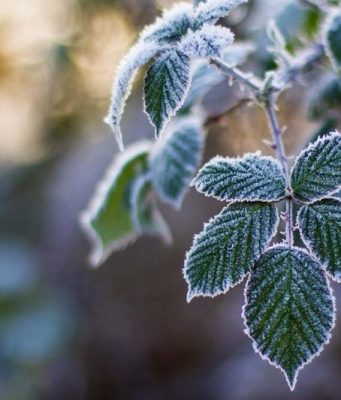 В Молдову идут морозы заморозки