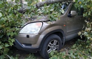 В Кишиневе рухнувшее дерево повредило трубопровод и автомобили