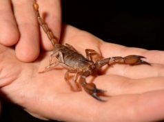 Трагически скончался друг Кавкалюка