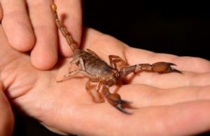 Трагически скончался друг Кавкалюка