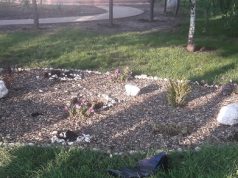 В парке Комрата украли дорогие деревья