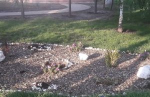 В парке Комрата украли дорогие деревья