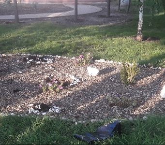 В парке Комрата украли дорогие деревья