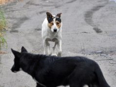 В Чадыр-Лунге объявили войну бездомным собакам собаки