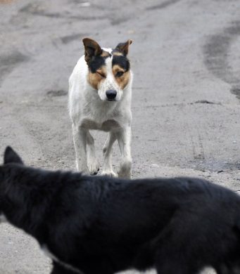 В Чадыр-Лунге объявили войну бездомным собакам собаки