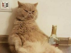 Политический сюреализм: кот Гектор выдвинул себя на мэра Кишинева!