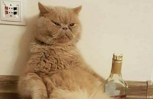 Политический сюреализм: кот Гектор выдвинул себя на мэра Кишинева!