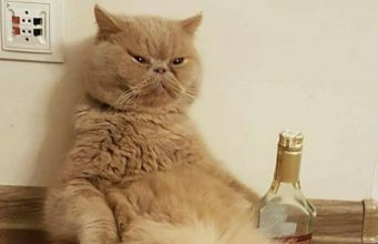 Политический сюреализм: кот Гектор выдвинул себя на мэра Кишинева!