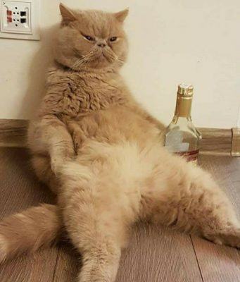 Политический сюреализм: кот Гектор выдвинул себя на мэра Кишинева!